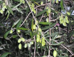 Immagine 3 di OLIO EXTRAVERGINE DI OLIVA BLEND DI ALTA QUALITA'