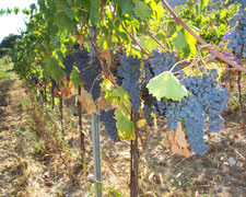 Immagine 2 di BOTTICINO D.O.C. COBIO TOGNAZZI