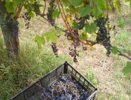 Immagine 2 di SOVANA ROSSO D.O.C. DAMANTO