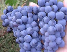 Immagine 3 di SOVANA ROSSO D.O.C. DAMANTO