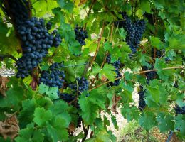 Immagine 4 di AMARONE DELLA VALPOLICELLA D.O.C.G. CLASSICO S.GIORGIO