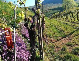 Immagine 5 di AMARONE DELLA VALPOLICELLA D.O.C.G. CLASSICO S.GIORGIO