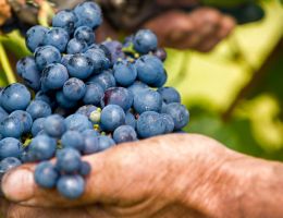 Immagine 2 di MALVASIA DI CASORZO PASSITO D.O.C. TENUTA MONTEMAGNO