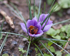 Immagine 1 di ZAFFERANO DEL VENTASSO