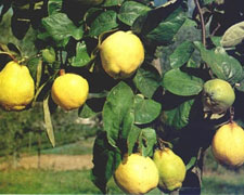 Immagine 1 di Frutta e frutti di bosco