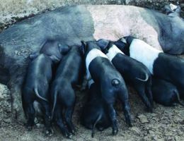 Immagine 2 di PROSCIUTTO CRUDO DI CINTA SENESE 24 MESI AGRI BORGHI TIZIANO