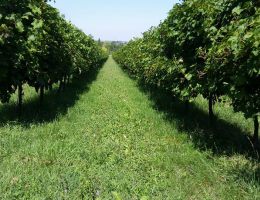 Immagine 2 di REGGIANO LAMBRUSCO REGGIANO D.O.P. QUARANTA