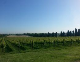 Immagine 3 di REGGIANO LAMBRUSCO REGGIANO D.O.P. QUARANTA