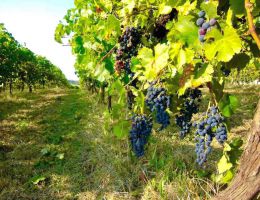 Immagine 4 di REGGIANO LAMBRUSCO REGGIANO D.O.P. QUARANTA