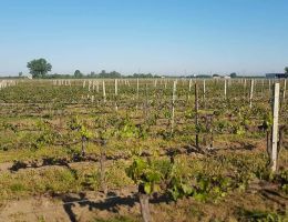 Immagine 2 di REGGIANO LAMBRUSCO ROSSO FRIZZANTE D.O.C.