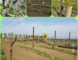 Immagine 3 di REGGIANO LAMBRUSCO ROSSO FRIZZANTE D.O.C.