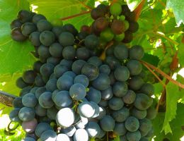 Immagine 4 di REGGIANO LAMBRUSCO ROSSO FRIZZANTE D.O.C.