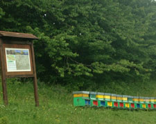 Immagine 1 di Antiche varietà di meli e peri