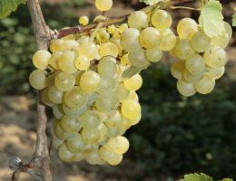 Immagine 2 di RIBOLLA GIALLA D.O.C. COLLIO