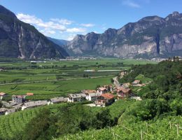 Immagine 4 di RIBOLLA GIALLA D.O.C. COLLIO