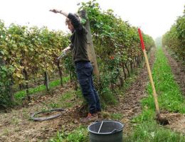 Immagine 4 di ASOLO PROSECCO D.O.C.G. COLFONDO