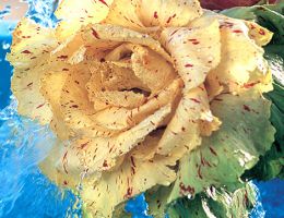 Immagine 1 di Radicchio Variegato di Castelfranco I.G.P.
