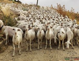 Immagine 5 di PECORINO SICILIANO D.O.P.