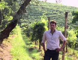 Immagine 3 di VALDOBBIADENE D.O.C.G. PROSECCO COL FONDO