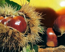 Immagine 1 di Marroni del Monfenera I.G.P.