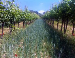 Immagine 4 di COLLI DI CONEGLIANO ROSSO D.O.C.G. RISERVA SER BELE