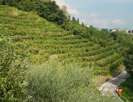 Immagine 5 di COLLI DI CONEGLIANO ROSSO D.O.C.G. RISERVA SER BELE