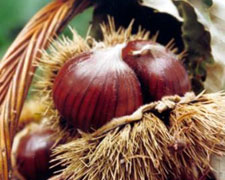 Immagine 1 di Marrone di Combai I.G.P.