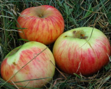 Immagine 1 di Mele Antiche di Monfumo