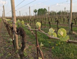 Immagine 2 di RABOSO PIAVE MALNOTTE D.O.C.G. GELSAIA