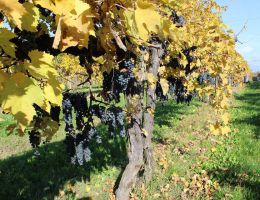 Immagine 5 di RABOSO PIAVE MALNOTTE D.O.C.G. GELSAIA