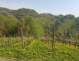 Immagine 2 di VALDOBBIADENE PROSECCO SUPERIORE D.O.C.G. BRUT