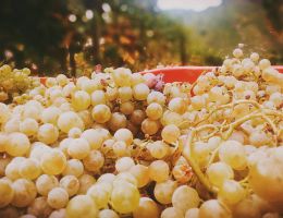 Immagine 5 di VALDOBBIADENE PROSECCO SUPERIORE D.O.C.G. BRUT