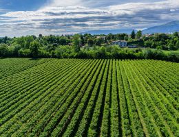 Immagine 2 di CONEGLIANO VALDOBBIADENE PROSECCO SUPERIORE D.O.C.G. EXTRA DRY ANNO ZERO