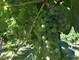 Immagine 3 di CONEGLIANO VALDOBBIADENE PROSECCO SUPERIORE D.O.C.G. EXTRA DRY ANNO ZERO