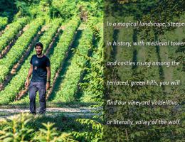 Immagine 4 di CONEGLIANO VALDOBBIADENE PROSECCO SUPERIORE D.O.C.G. EXTRA DRY ANNO ZERO