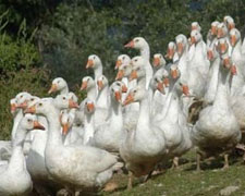 Immagine 1 di Oca del Mondragon