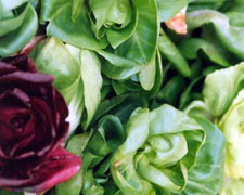 Immagine 1 di Radicio Verdòn da Cortèl