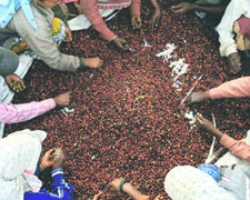 Immagine 1 di DIAMANTE