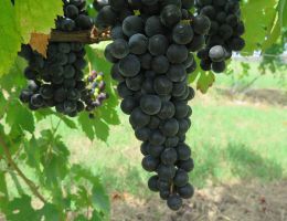 Immagine 5 di MARCHE ROSSOI.G.T. BISACCIONE LINEA SELEZIONI