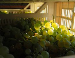 Immagine 3 di PIERA DOLZA TORCHIATO DI FREGONA COLLI DI CONEGLIANO D.O.C.G.