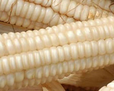 Immagine 1 di Mais Biancoperla