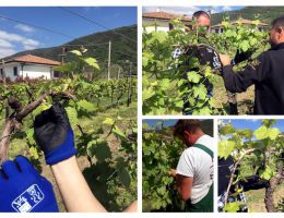 Immagine 4 di VALDOBBIADENE PROSECCO SUPERIORE D.O.C.G. VIGNETO DELLA RIVA DI SAN FLORIANO