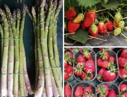 Immagine 3 di ORTAGGI E FRUTTA METODO BIO AGRI L'AMBIENTE NATURALE