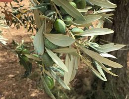 Immagine 4 di OLIO EXTRAVERGINE DI OLIVA D.O.P. NOCELLARA DEL BELICE DI CATEGORIA SUPERIORE