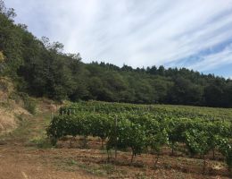 Immagine 3 di AGLIANICO DEL VULTURE D.O.C. NOCTE