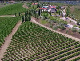 Immagine 2 di TERRE DEL VOLTURNO I.G.T. PALLAGRELLO ROSSO HERO