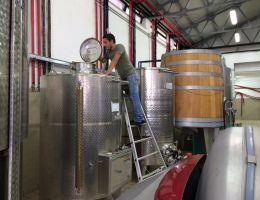 Immagine 3 di TERRE DEL VOLTURNO I.G.T. PALLAGRELLO ROSSO HERO