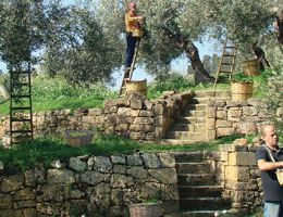 Immagine 3 di OLIO EXTRAVRGINE DI OLVA D.O.P. NOCELLARA VAL DEL BELICE DI CATEGORIA SUPERIORE