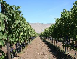 Immagine 4 di ETNA NERELLO MASCALESE ROSATO D.O.C. POESIA