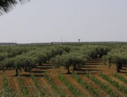 Immagine 4 di OLIO EXTRAVERGINE DI OLIVA D.O.P. NOCELLARA DEL BELICE QUALITA' SUPERIORE BERLINGERI